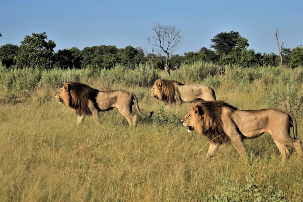 Moremi Game Reserve