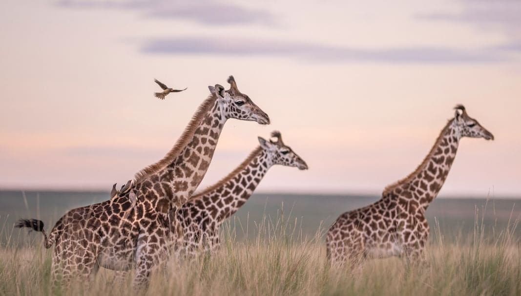 Mosi-oa-Tunya Game Park