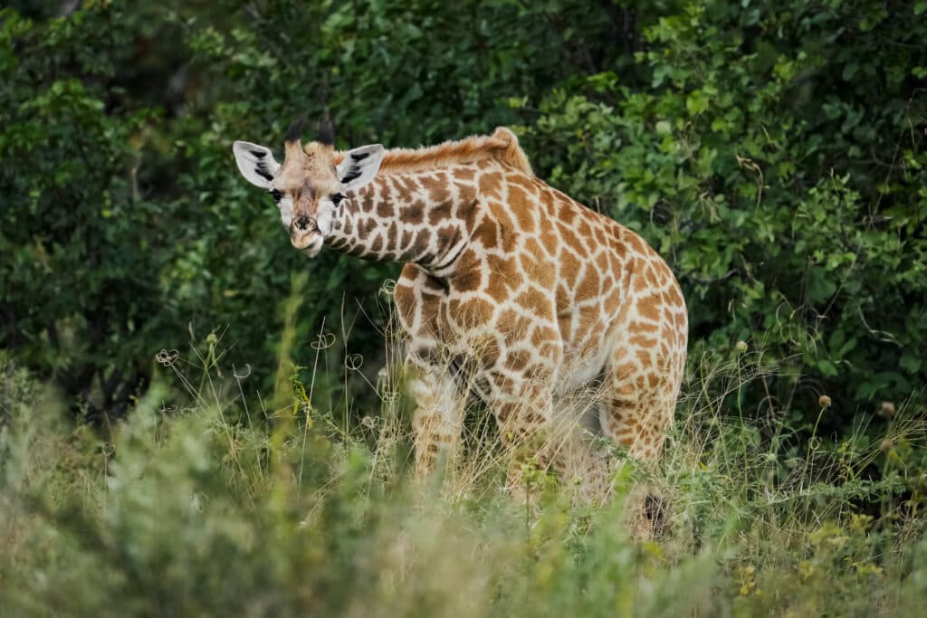 Okavango Delta scenery