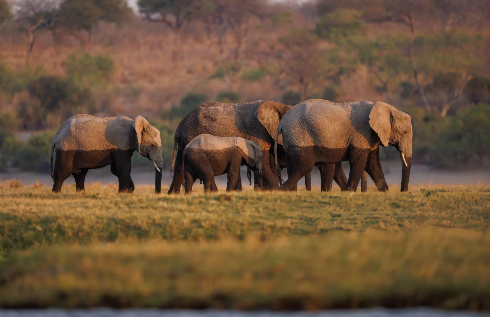 Chobe National Park