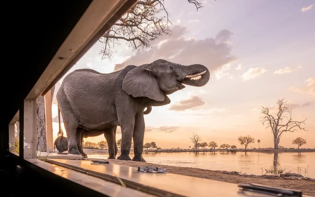 UNFORGETTABLE WILDLIFE