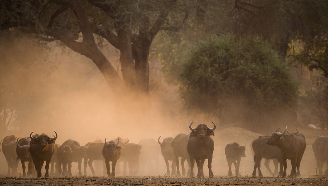 Hwange National Park, Zimbabwe