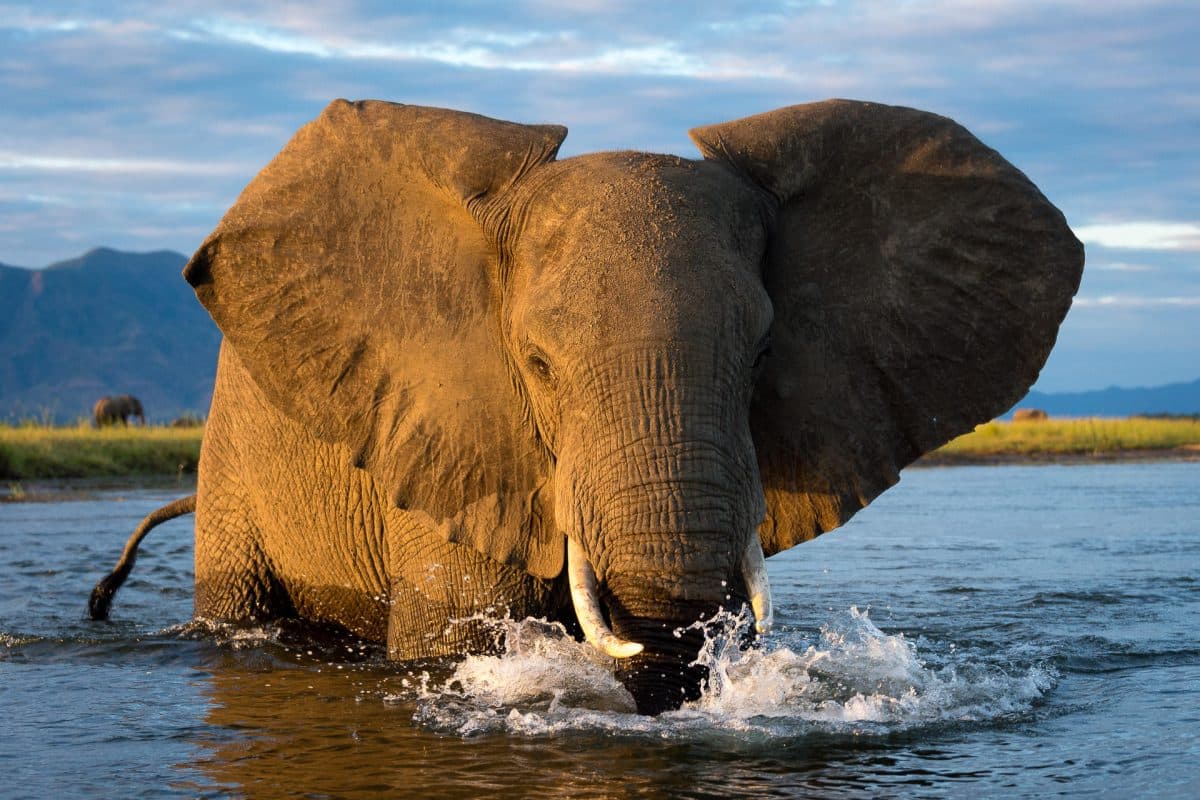 Mana Pools National Park