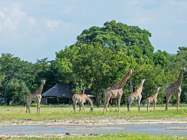 Little Makalolo