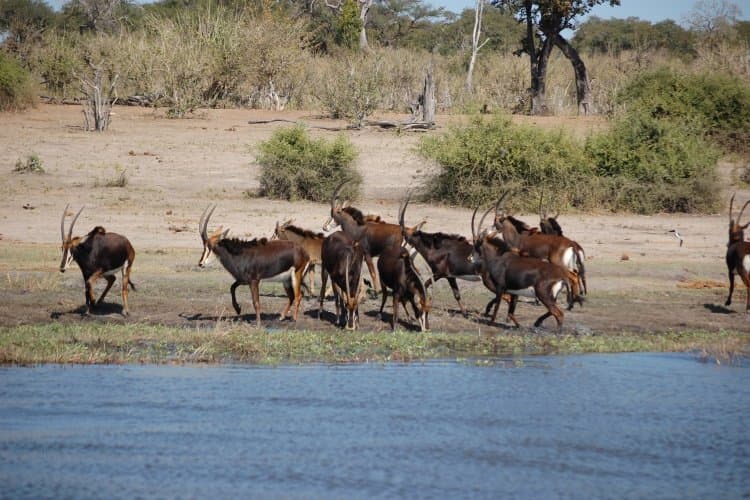 Western Chobe / Victoria Falls
