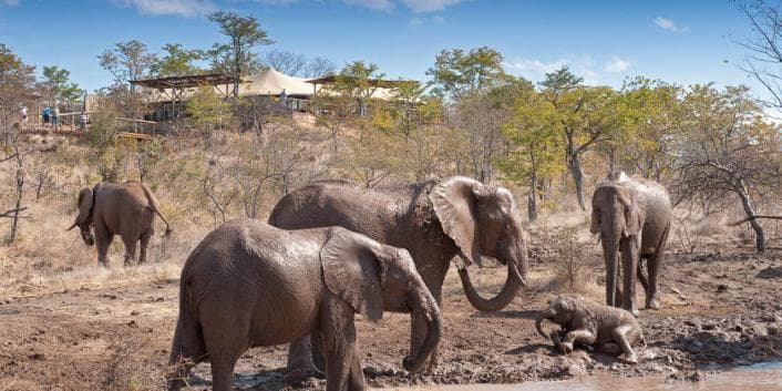 An Insider's Guide to a Safari with African Bush Camps