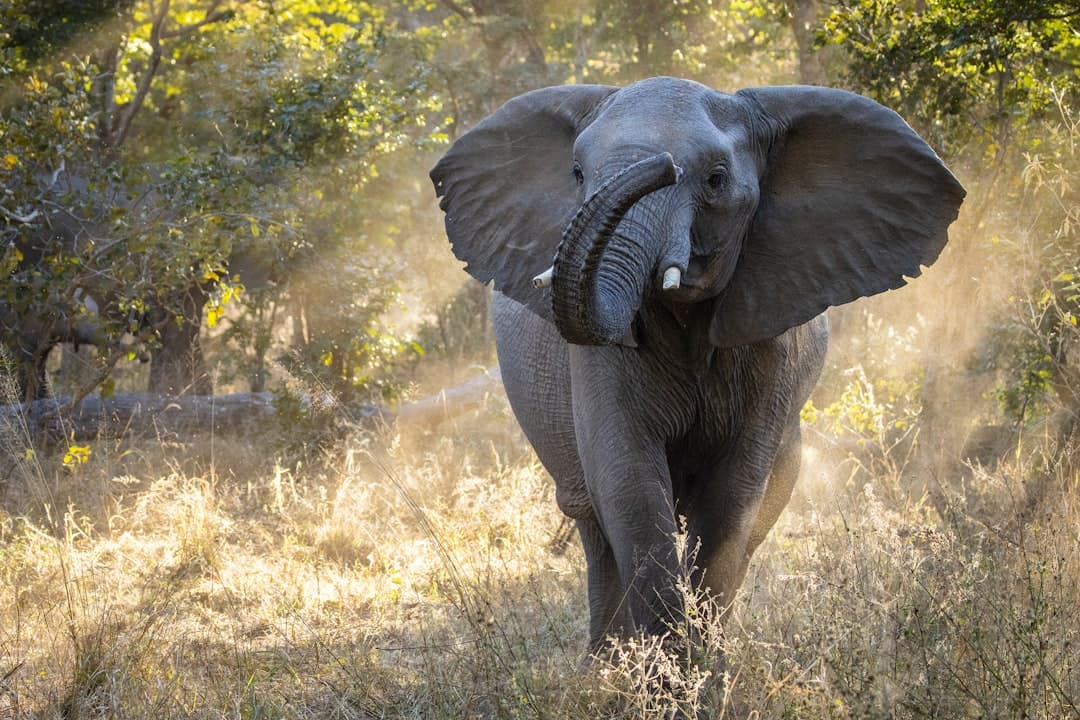 Why Chasing the 'Big 5' is Ruining Your African Safari